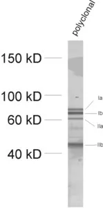Synapsin1/2 Polyclonal rabbit antiserum - image 1